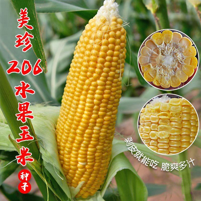 美珍206超甜水果玉米种子特大高产甜玉米种籽四季甜糯玉米孑生吃