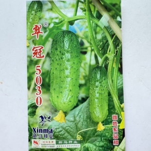 翠冠5030黄瓜种子短棒全雌强磁型水果黄瓜籽基地露地口感好高产
