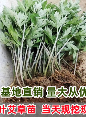 药用食用大叶艾草根艾草苗蕲艾