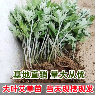 药用食用大叶艾草根艾草苗蕲艾