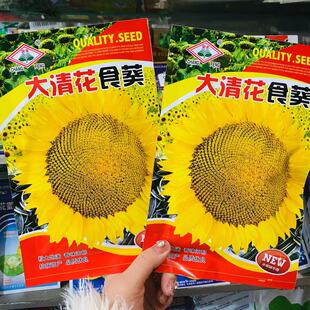 向日葵种子籽金色向日葵种子高产食葵种子葵花大清花大花盘结子多