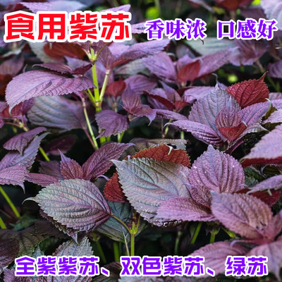 盆栽四季种植蔬菜苏子叶可食用