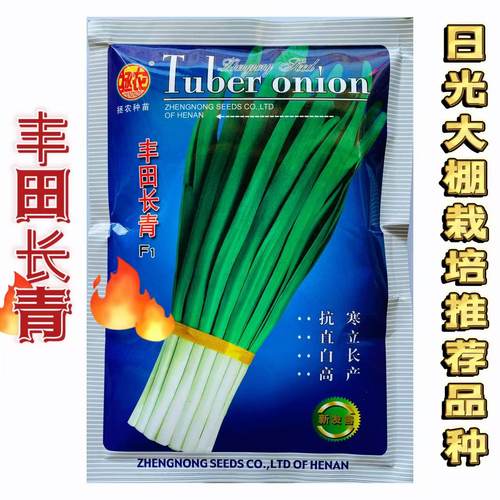 丰田长青F1 韭菜种子一代杂交抗寒抗病超高产大棚小棚蔬菜种籽