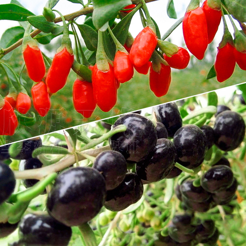 枸杞种子野生黑枸杞种籽药材浆果水果枸杞子特色四季蔬菜种子包邮