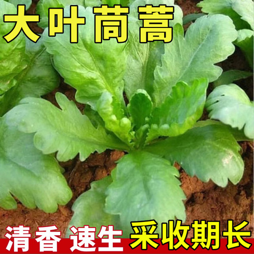 四季种植蔬菜大叶茼蒿种子皇帝菜
