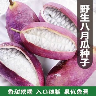 八月瓜种子特色紫果八月瓜树庭院爬藤植物食用水果八月炸种籽