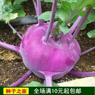 胚蓝紫宝种子/苤蓝有机蔬菜种子/四季播种辣疙瘩丕辣大头菜籽种
