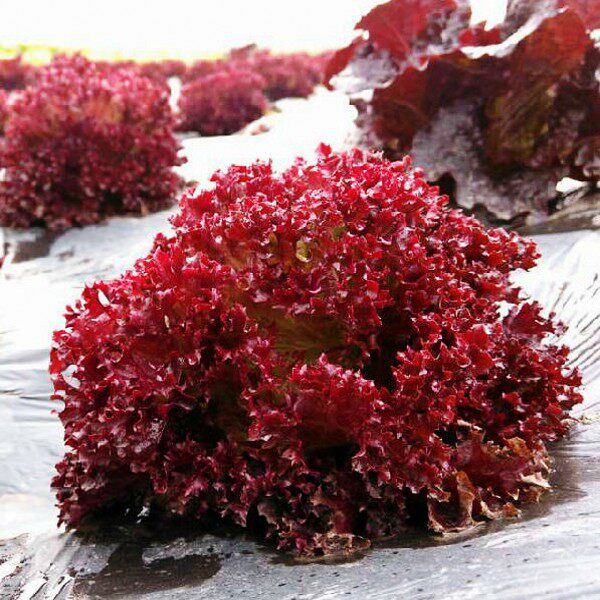 紫叶生菜种籽紫霞生菜种子韩国烤肉春季秋季四季阳台大田连续采摘