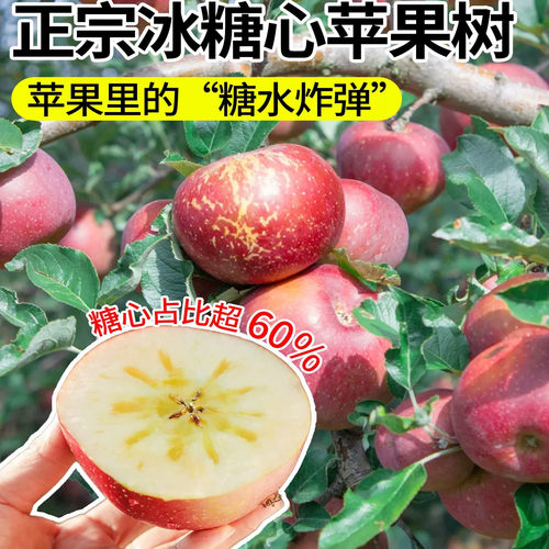 苹果树苗嫁接冰糖心苹果苗南北方四季种植庭院地栽盆栽当年结果