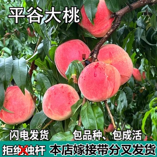 平谷大桃果树苗南北方地栽庭院阳台盆栽种植特大果嫁接苗当年结果