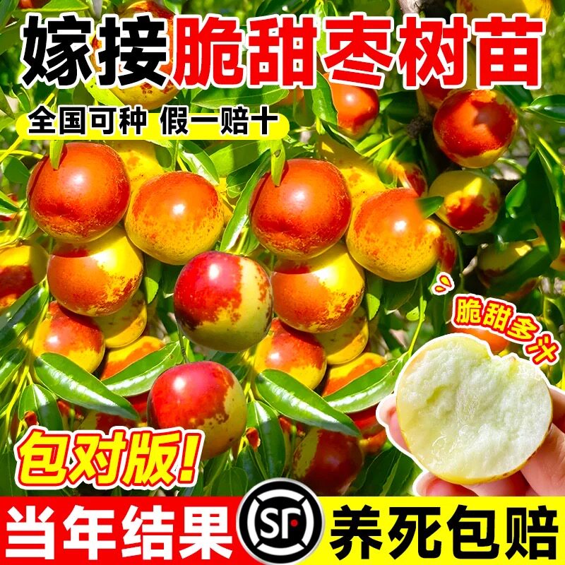 枣树活苗大枣超甜带土球南北方沾化冬枣大树矮化嫁接苗超甜特大号