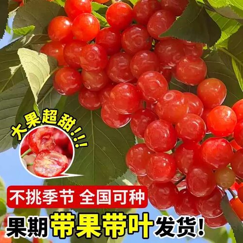 樱桃树苖当年结果北方耐寒矮化红妃樱桃树苗盆栽南方特大嫁接树苗