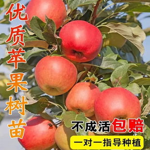 适合南方种的苹果树果苗红富士冰糖心苹果嫁接苗南北地栽庭院种植