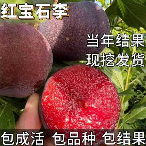 红宝石李子树苗南北方耐寒特大号矮化盆栽嫁接脆甜红心当年结果