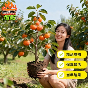 无核脆甜柿子树果苗嫁接庭院果树特大号盆栽矮化耐寒火晶柿子树苗
