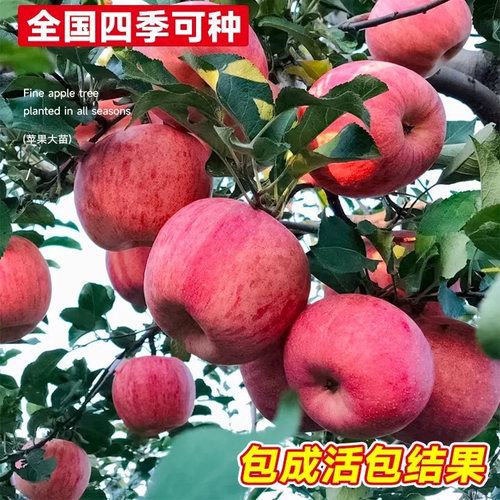 红富士苹果树果苗脆甜苹果树苗嫁接苗南方种植盆栽地栽当年结果