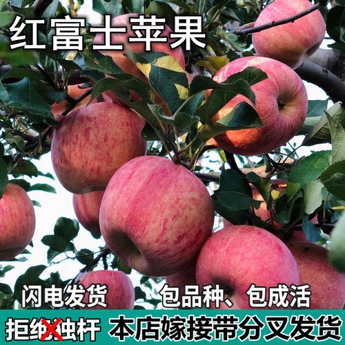 红富士苹果树苗南北方庭院地栽盆栽种植矮化特大果嫁接苗当年结果