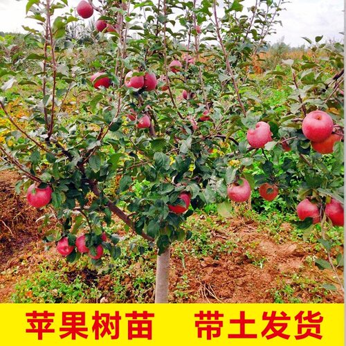 苹果树果苗带土盆地栽南北方种植庭院矮化红富士金帅青特大苹果苗