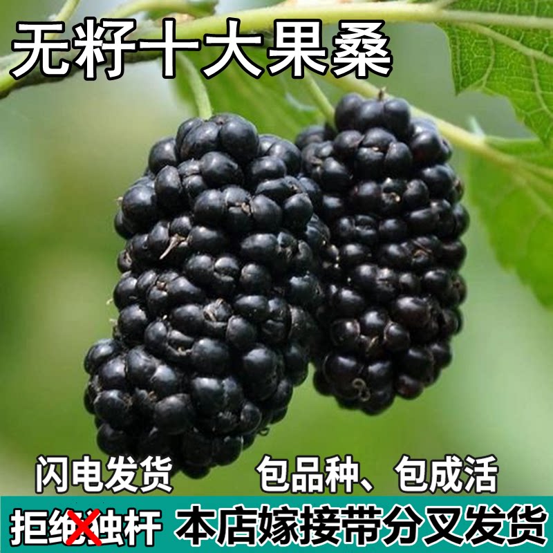 无籽大十黑桑葚树苗南北方盆栽地栽种植活苗特大果嫁接苗当年结果
