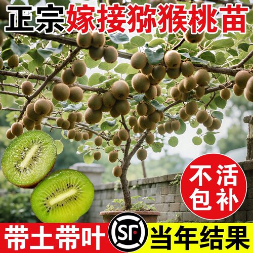 猕猴桃树果苗红心软枣猕猴桃苗徐香嫁接南北方种植庭院水果树果苗