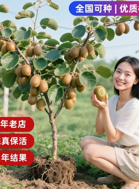猕猴桃树果苗雌雄同株猕猴桃苗徐香嫁接南北方种植庭院四季可种植
