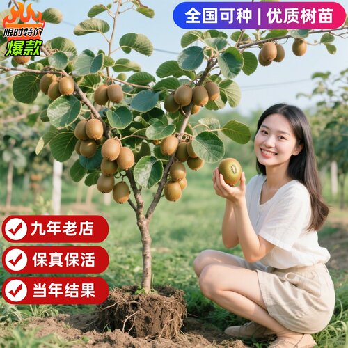 猕猴桃树果苗雌雄同株猕猴桃苗