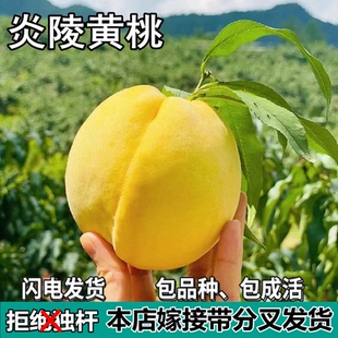 炎陵黄桃果树苗南北方地栽庭院阳台盆栽种植特大果嫁接苗当年结果