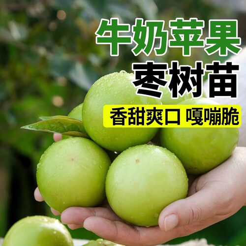 牛奶苹果青枣树苗嫁接大青枣树苗南北方种植果树盆栽别墅庭院地栽