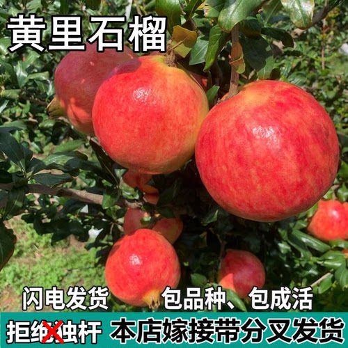 黄里石榴果树苗南北方庭院盆栽地栽软籽嫁接红甜石榴苗树当年结果