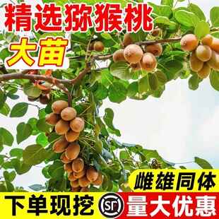 猕猴桃树果苗公母同株红心猕猴桃苗徐香嫁接水果树果苗南北方种植