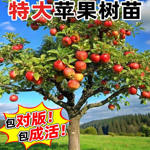 苹果树果苗嫁接苗南方北方种植果期带果阳台庭院地栽盆栽新手好养