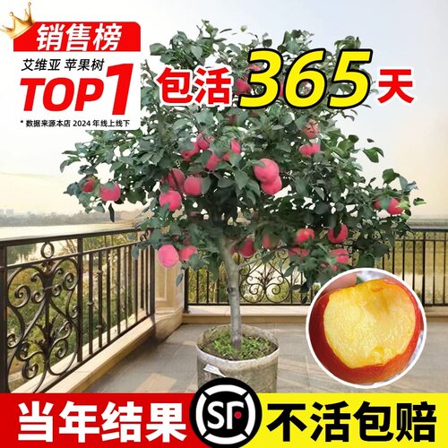 苹果树果苗大树嫁接红富士冰糖心树苗南北方果树庭院地栽当年结果