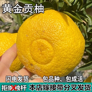 黄金贡柚苗树南北方庭院春香柚特大果树苗盆栽嫁接柚子苗当年结果