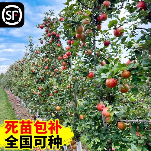 苹果树果苗红富士正宗嫁接苗盆栽瑞雪苹果苗南方北方种植庭院地栽