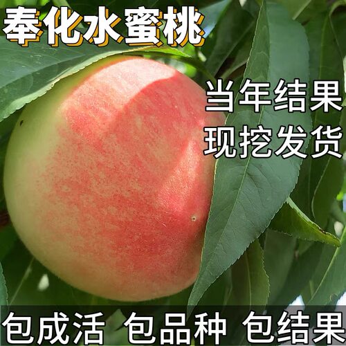 奉化水蜜桃树果苗南北方耐寒超大号早熟盆栽嫁接矮化带土当年结果