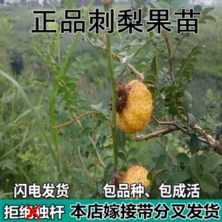 刺梨树苗盆栽刺梨苗刺梨种子黄刺梅苗盆栽果树苗树苗南北方种植