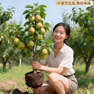秋月梨树苗果苗晚熟酥梨苗黄梨嫁接脆甜梨苗南方北方种植当年结果