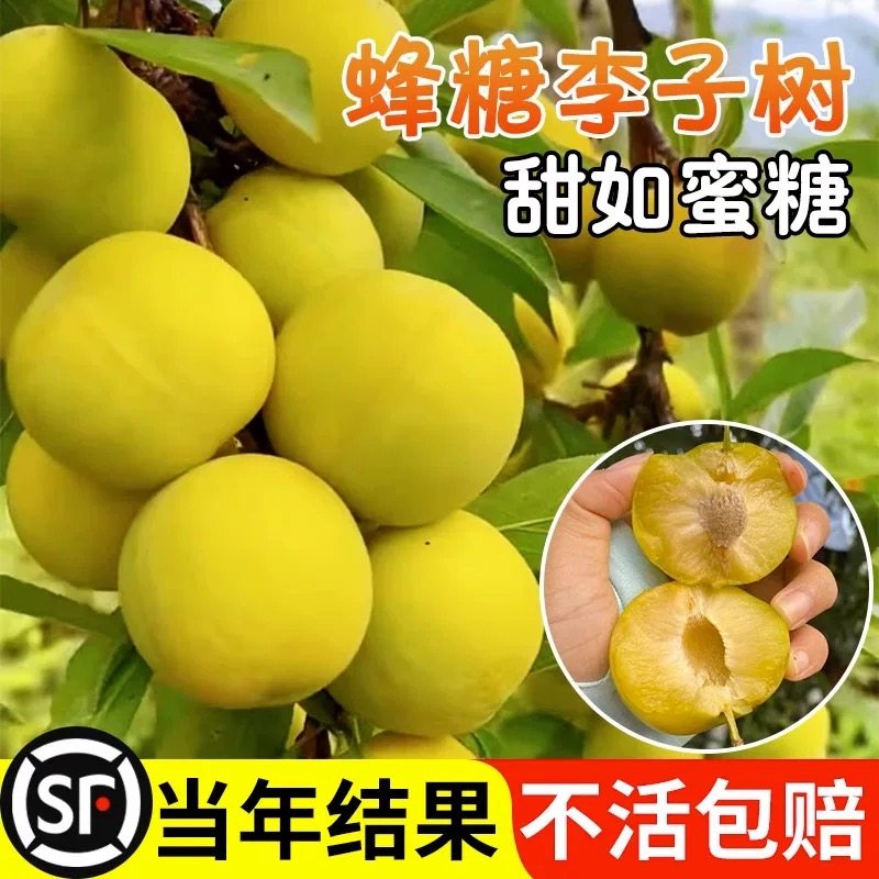 蜂糖李子树苗贵州六马三华耐寒种水果树果苗阳台盆栽南方北方种植,鲜花速递/花卉仿真/绿植园艺,果树,淘宝优惠券,粉丝福利购,淘宝优惠卷