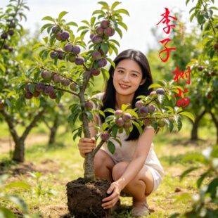 蜂糖李子树苗正宗果树新品种果苗盆栽脆红李子黄金奈李南北方种植