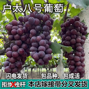 沪太八号葡萄树苗庭院盆栽地栽无籽嫁接果树苗南北方种植当年结果