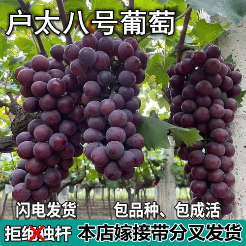 沪太八号葡萄树苗庭院盆栽地栽无籽嫁接果树苗南北方种植当年结果