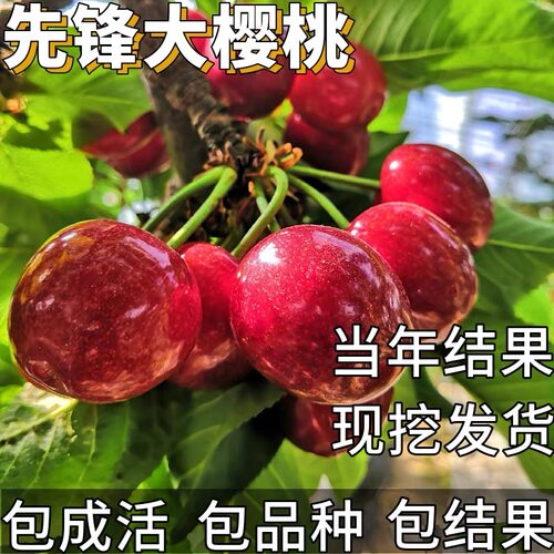 先锋大樱桃苗南北方庭院耐寒特大车厘子树苗盆栽嫁接矮化当年结果