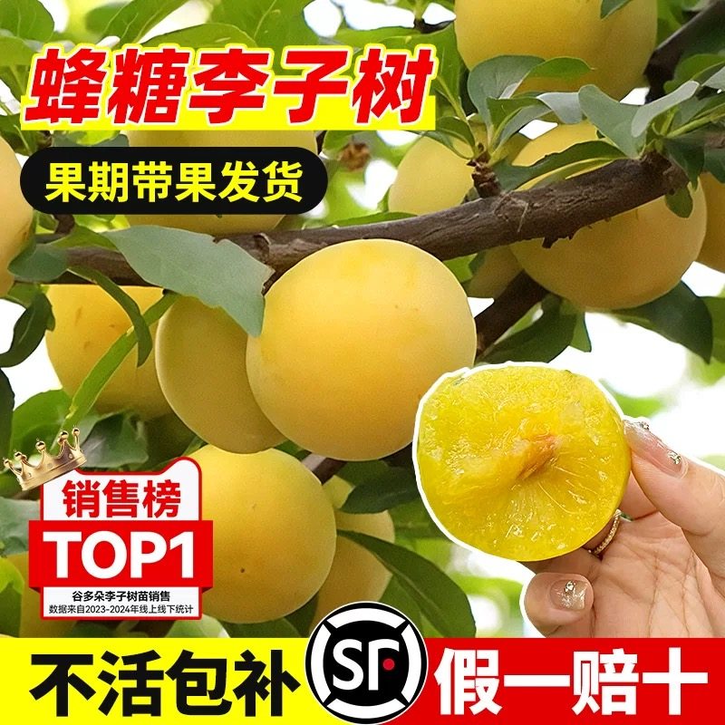 李子树苗新品种三华南北方蜂糖盆栽正宗果树种植特大苖青脆李果苗,鲜花速递/花卉仿真/绿植园艺,果树,淘宝优惠券,粉丝福利购,淘宝优惠卷