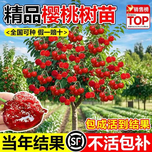 特大樱桃树苖当年结果南北方种植正宗车厘子红妃樱桃庭院果树果苗