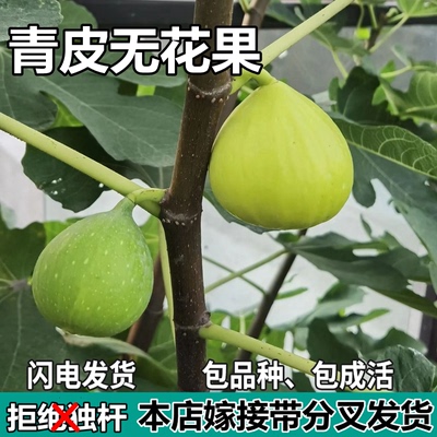 青皮无花果树苗南北方庭院地栽盆栽种植特大果嫁接果树苗当年结果
