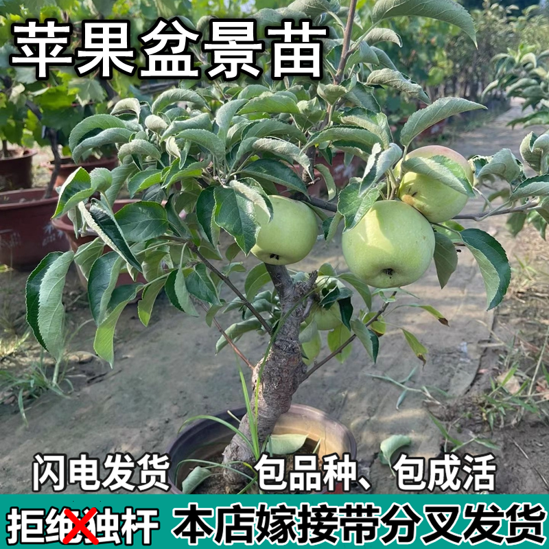 红富士苹果树苗南北方苹果盆景矮化苹果苗特大果嫁接苗盆景苗观赏