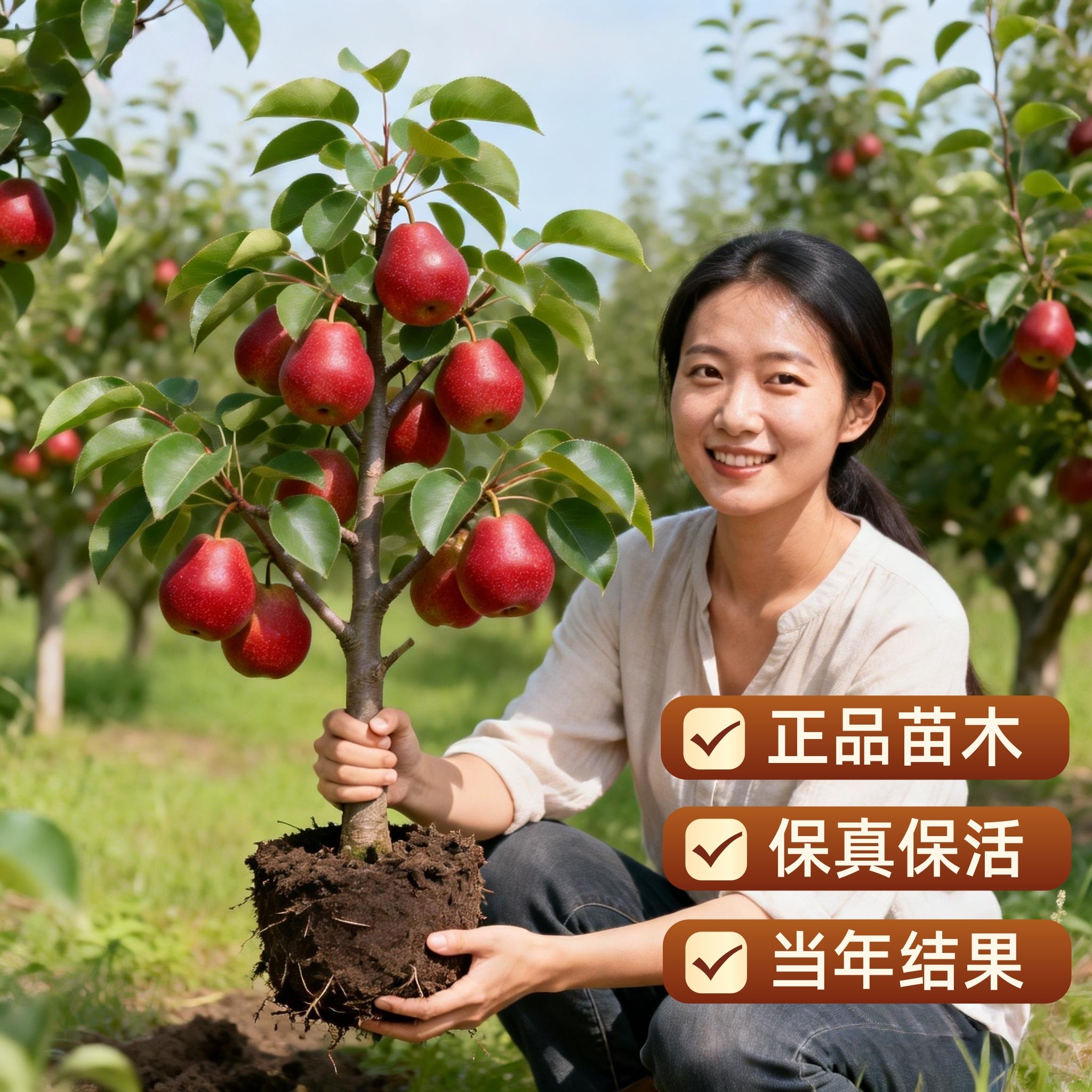 嫁接红啤梨树苗软梨红皮梨紫啤梨苗盆栽庭院地栽西洋梨南北方种植