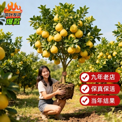柚子树苗果树果苗红心蜜柚广西大沙田柚庭院南方种植水果耐寒树苗