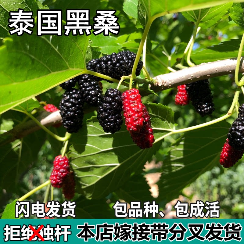 泰国黑桑葚树苗南北方盆栽地栽种植活苗特大嫁接桑葚树苗当年结果