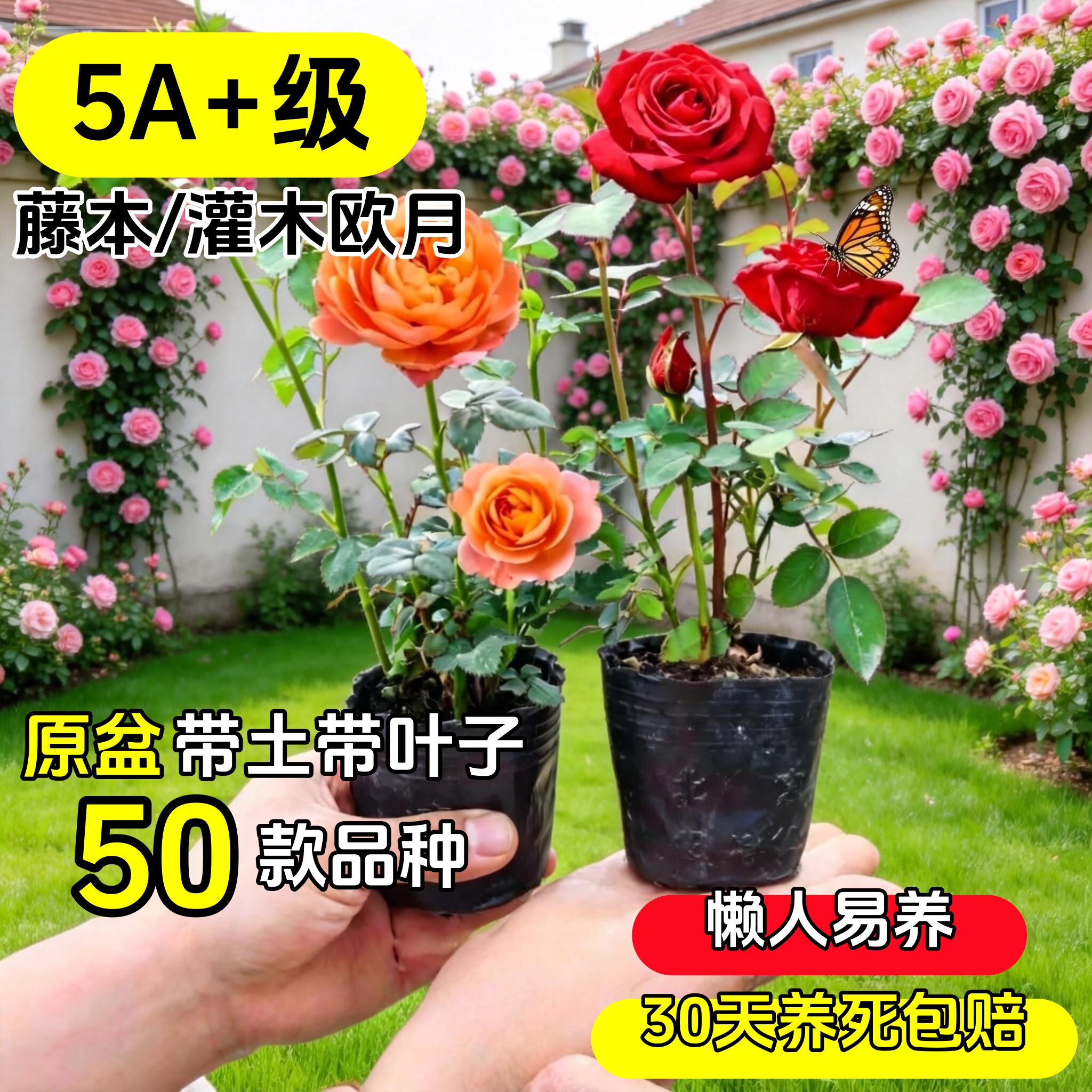 藤本月季花苗浓香玫瑰花欧洲月季大花四季开花卉好养庭院爬藤蔷薇